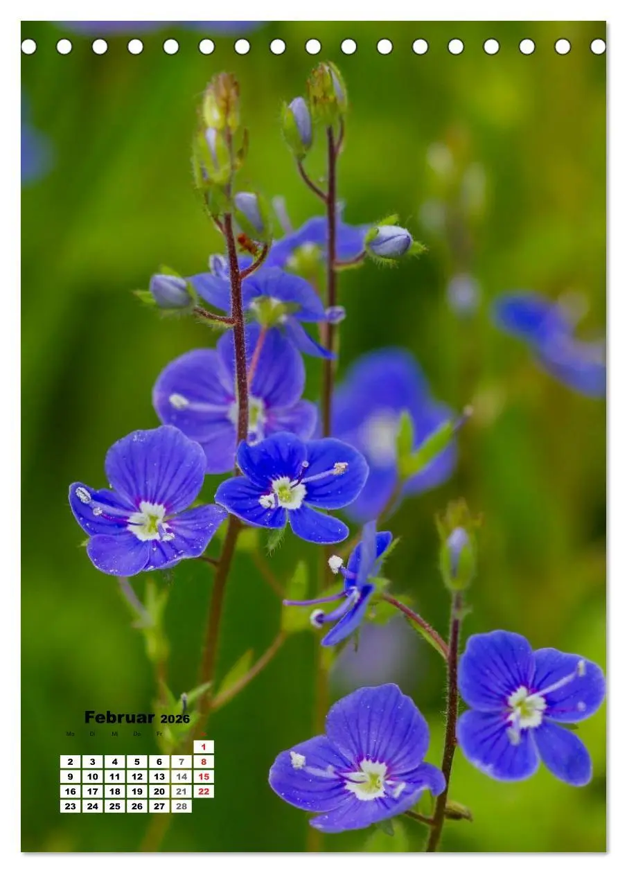 Bild: 9783516423303 | Zauber der Natur - Heimische Orchideen und Wiesenblumen...