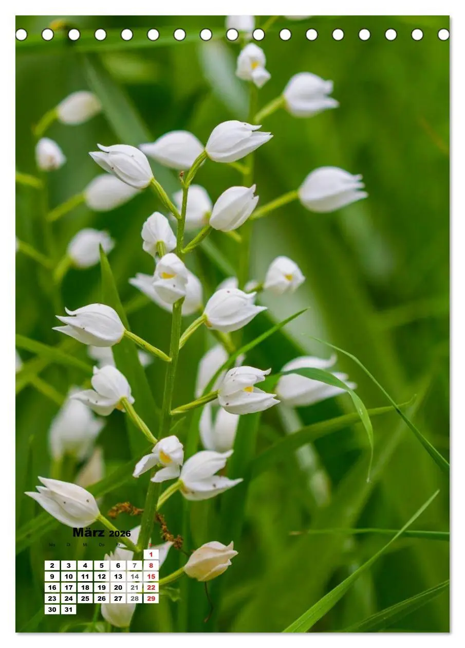 Bild: 9783516423303 | Zauber der Natur - Heimische Orchideen und Wiesenblumen...