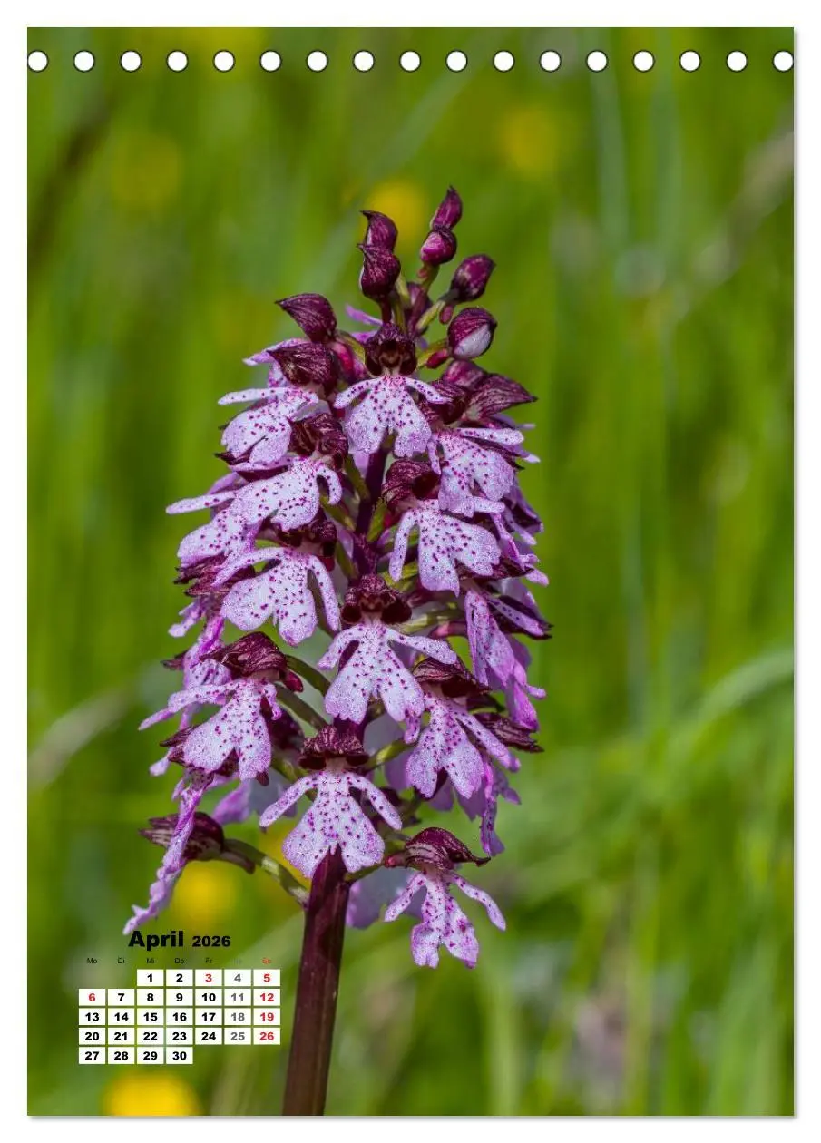 Bild: 9783516423303 | Zauber der Natur - Heimische Orchideen und Wiesenblumen...