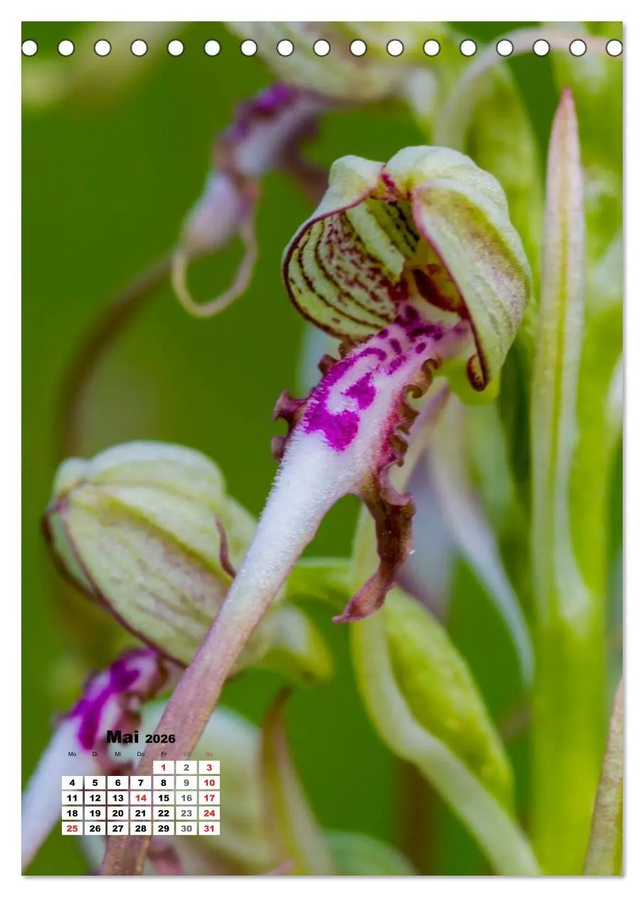 Bild: 9783516423303 | Zauber der Natur - Heimische Orchideen und Wiesenblumen...