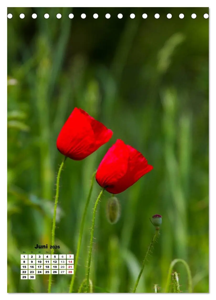 Bild: 9783516423303 | Zauber der Natur - Heimische Orchideen und Wiesenblumen...