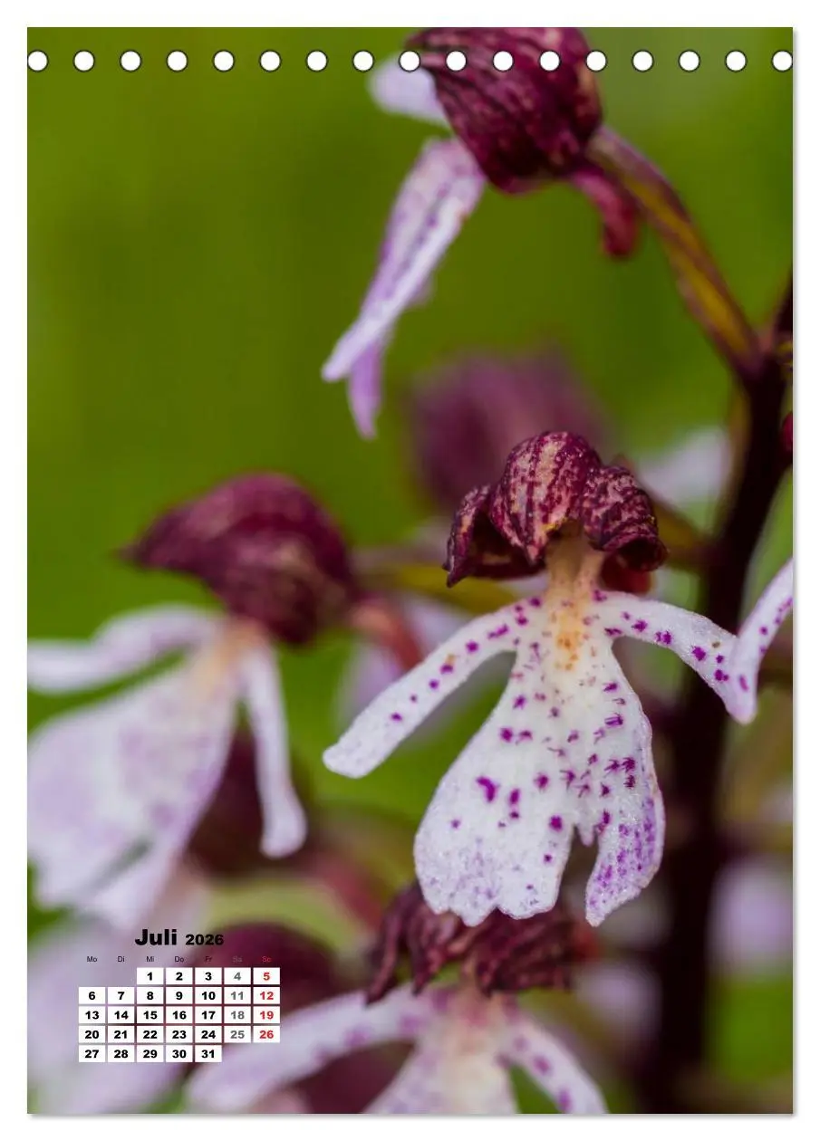 Bild: 9783516423303 | Zauber der Natur - Heimische Orchideen und Wiesenblumen...