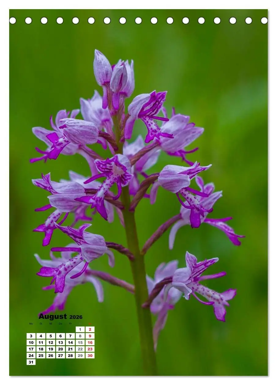 Bild: 9783516423303 | Zauber der Natur - Heimische Orchideen und Wiesenblumen...