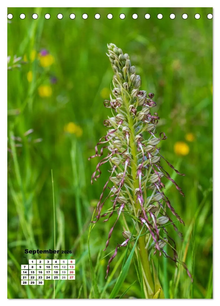 Bild: 9783516423303 | Zauber der Natur - Heimische Orchideen und Wiesenblumen...