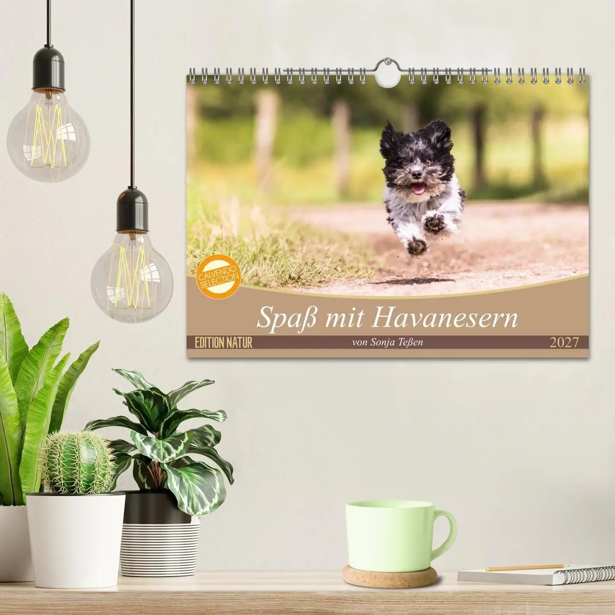Bild: 9783569993303 | Spaß mit Havanesern (Wandkalender 2027 DIN A4 quer), CALVENDO...