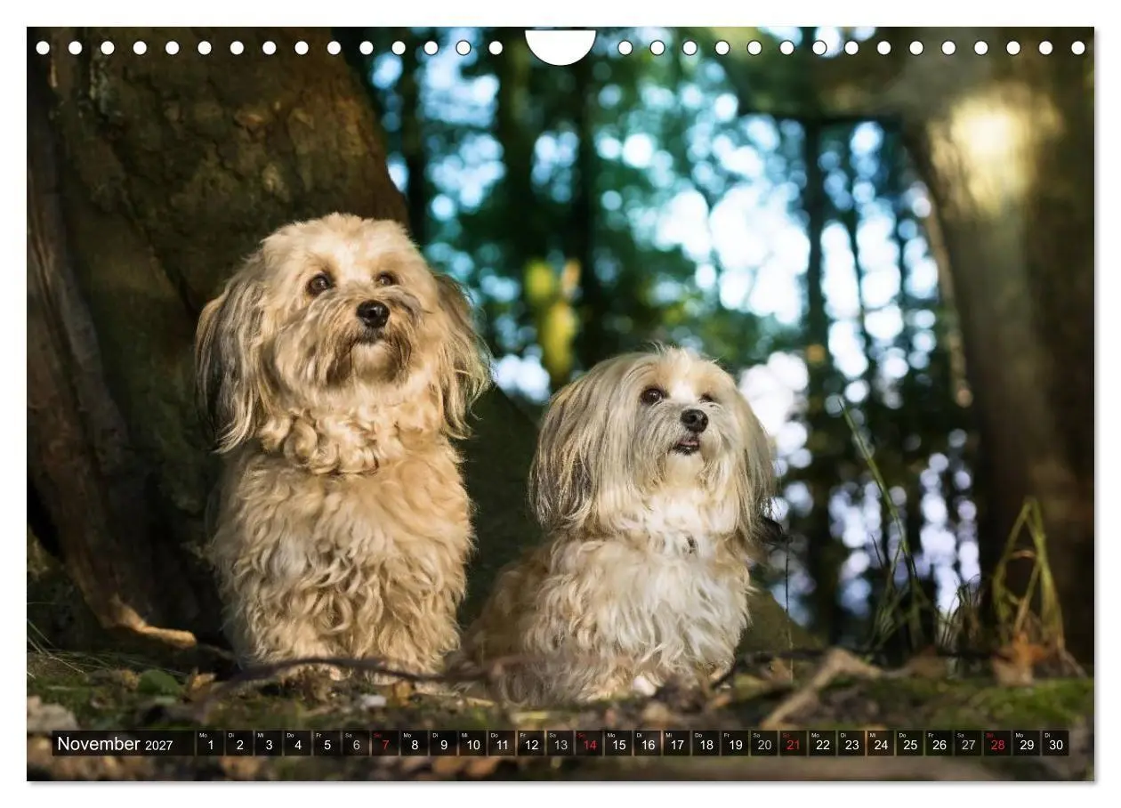 Bild: 9783569993303 | Spaß mit Havanesern (Wandkalender 2027 DIN A4 quer), CALVENDO...