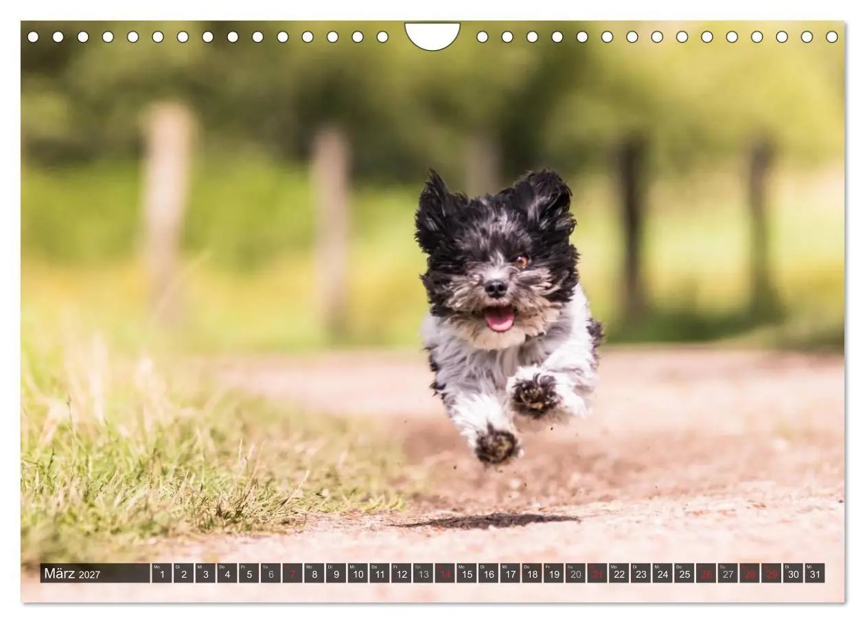 Bild: 9783569993303 | Spaß mit Havanesern (Wandkalender 2027 DIN A4 quer), CALVENDO...