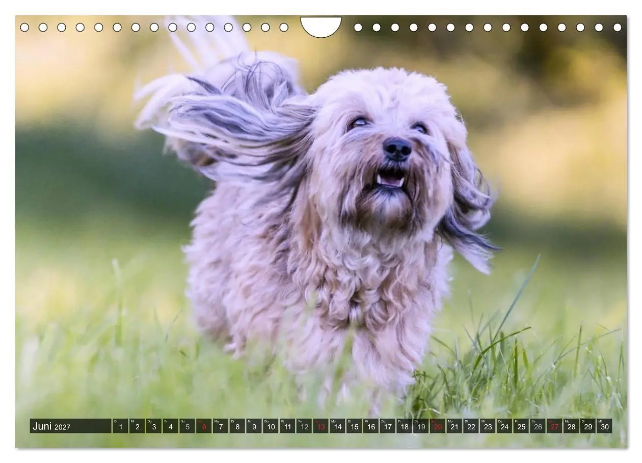 Bild: 9783569993303 | Spaß mit Havanesern (Wandkalender 2027 DIN A4 quer), CALVENDO...