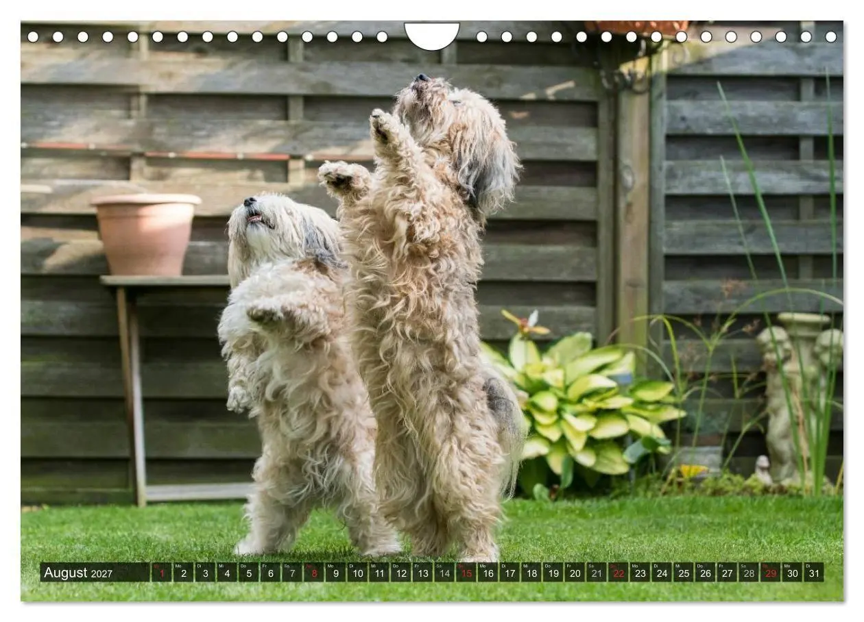 Bild: 9783569993303 | Spaß mit Havanesern (Wandkalender 2027 DIN A4 quer), CALVENDO...