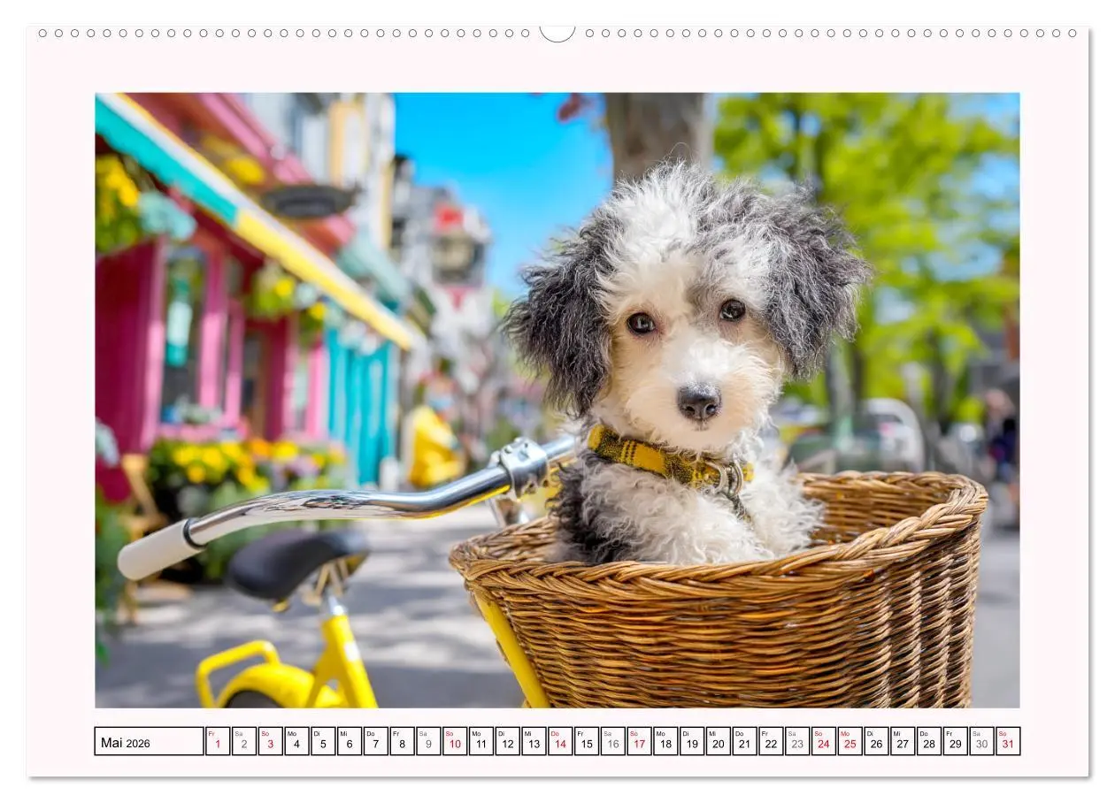 Bild: 9783457943403 | Pudel in der Stadt. Urbane Momente voller Charme und Lebensfreude...