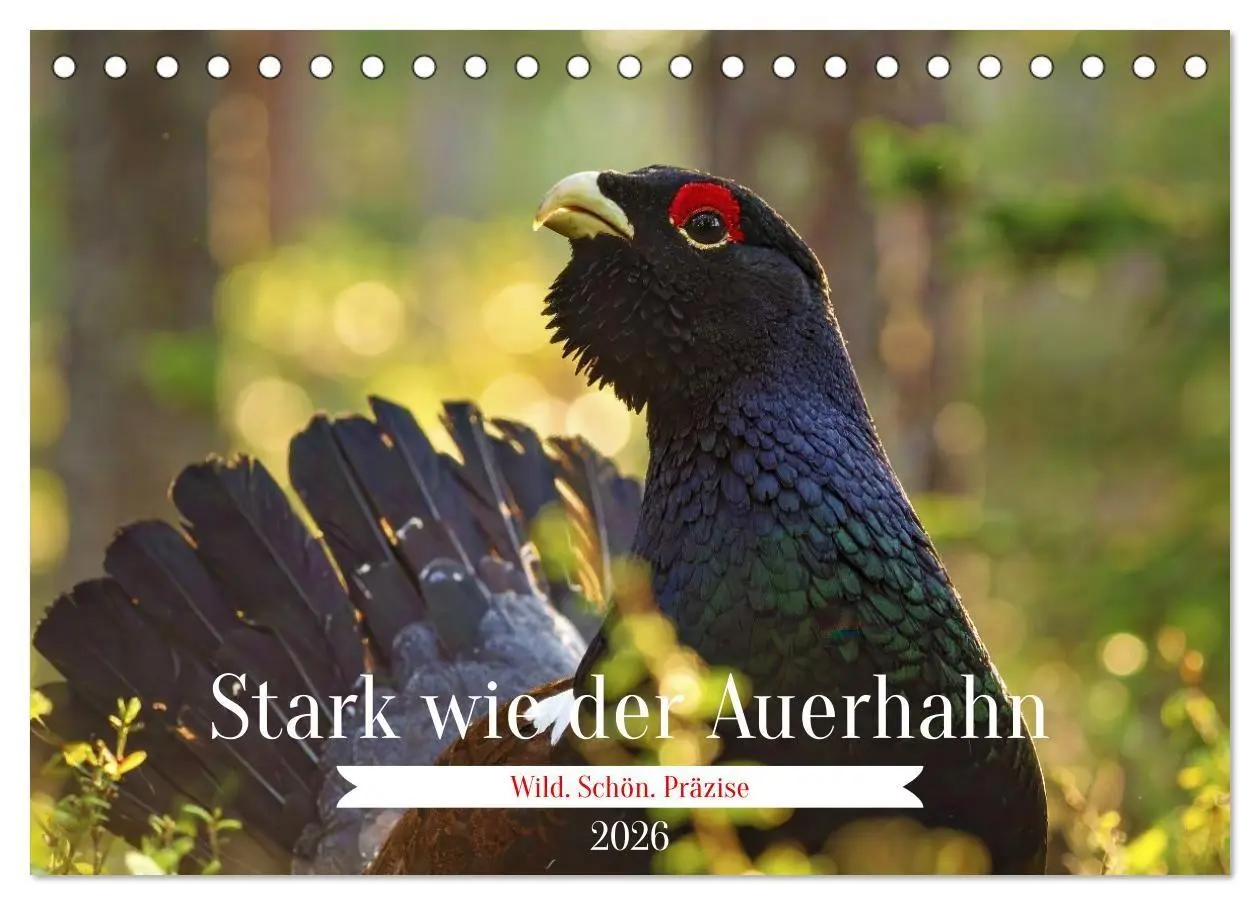 Cover: 9783516653403 | Stark wie der Auerhahn (Tischkalender 2026 DIN A5 quer), CALVENDO...