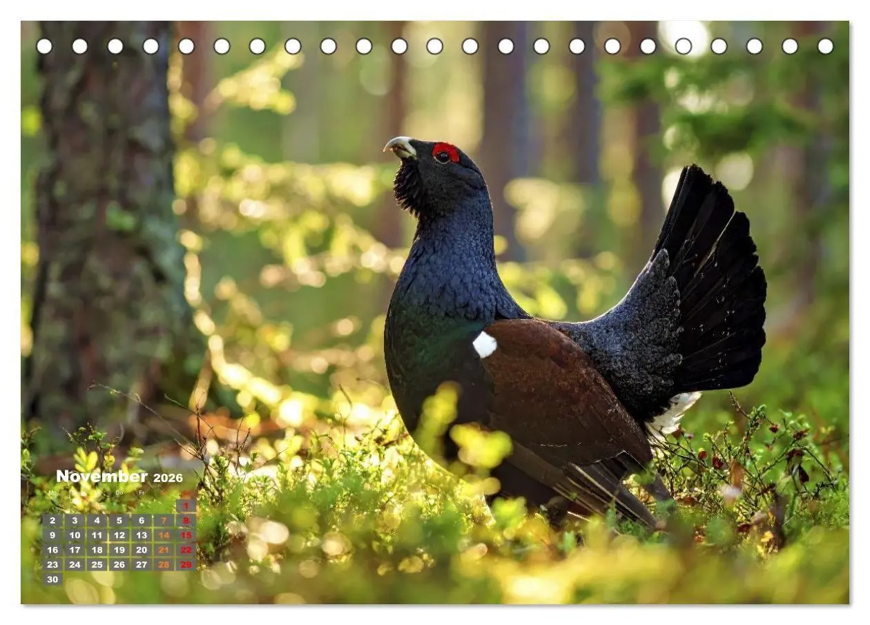 Bild: 9783516653403 | Stark wie der Auerhahn (Tischkalender 2026 DIN A5 quer), CALVENDO...