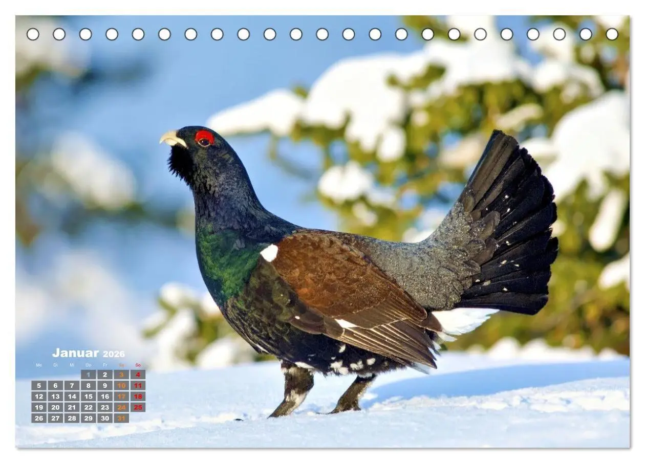 Bild: 9783516653403 | Stark wie der Auerhahn (Tischkalender 2026 DIN A5 quer), CALVENDO...