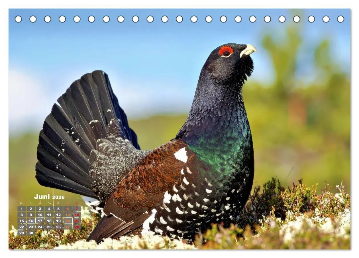 Bild: 9783516653403 | Stark wie der Auerhahn (Tischkalender 2026 DIN A5 quer), CALVENDO...