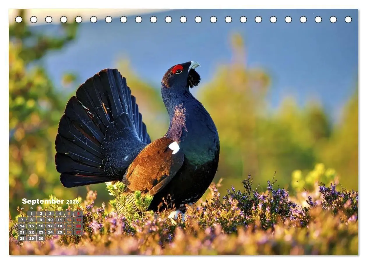 Bild: 9783516653403 | Stark wie der Auerhahn (Tischkalender 2026 DIN A5 quer), CALVENDO...