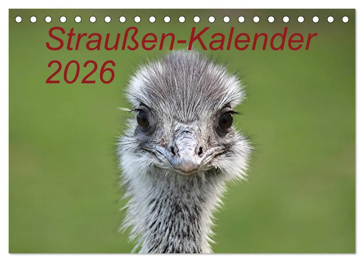 Cover: 9783516193503 | Straußen-Kalender 2026 (Tischkalender 2026 DIN A5 quer), CALVENDO...