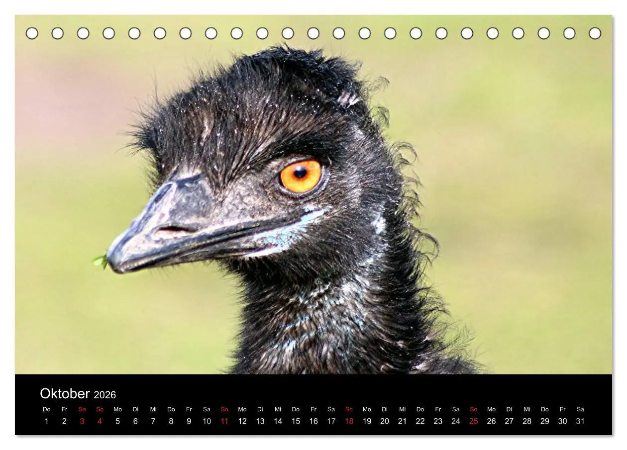 Bild: 9783516193503 | Straußen-Kalender 2026 (Tischkalender 2026 DIN A5 quer), CALVENDO...