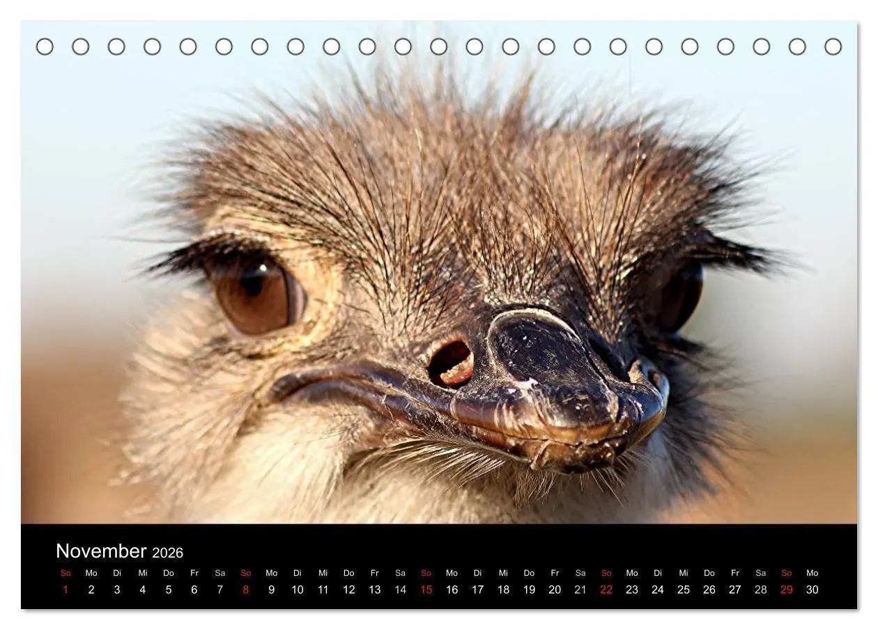 Bild: 9783516193503 | Straußen-Kalender 2026 (Tischkalender 2026 DIN A5 quer), CALVENDO...