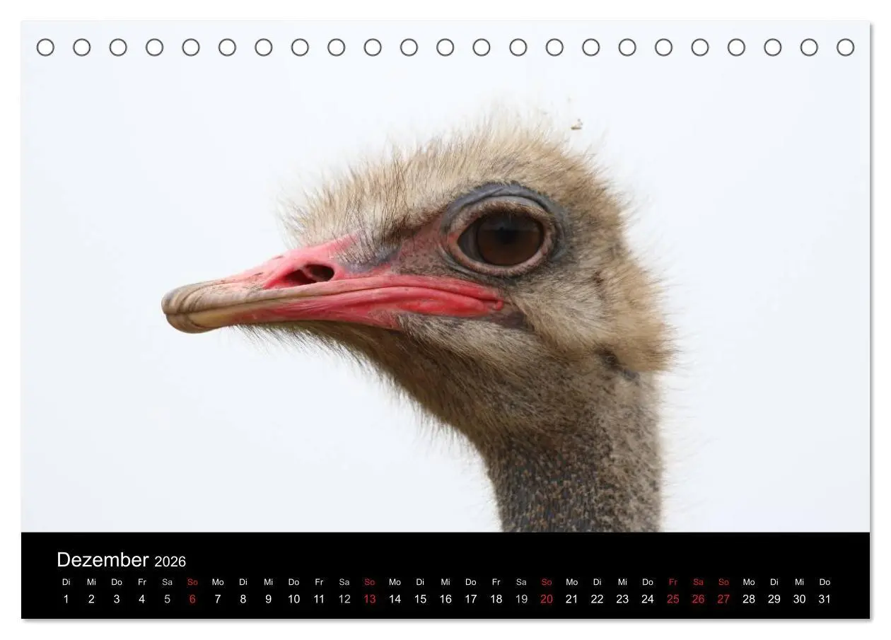 Bild: 9783516193503 | Straußen-Kalender 2026 (Tischkalender 2026 DIN A5 quer), CALVENDO...
