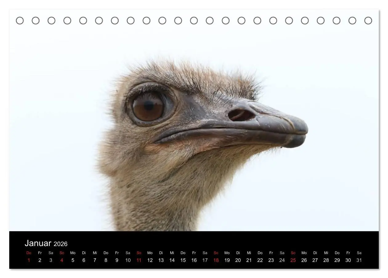 Bild: 9783516193503 | Straußen-Kalender 2026 (Tischkalender 2026 DIN A5 quer), CALVENDO...