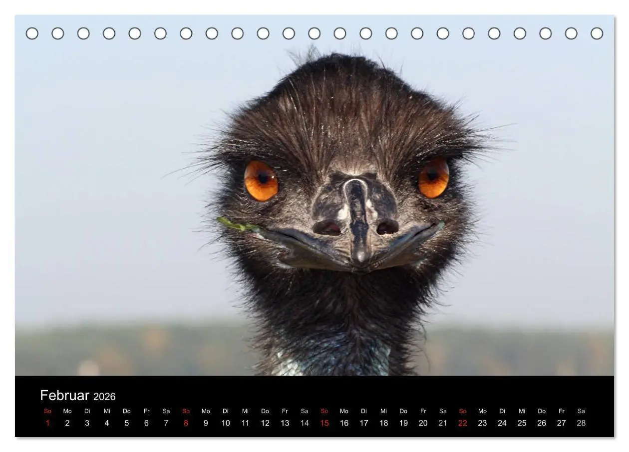 Bild: 9783516193503 | Straußen-Kalender 2026 (Tischkalender 2026 DIN A5 quer), CALVENDO...