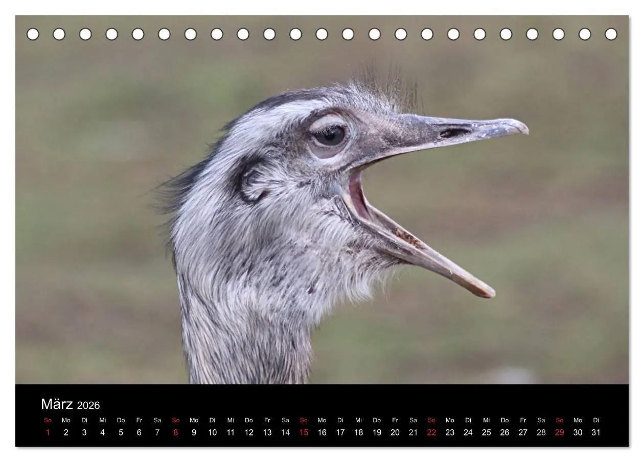 Bild: 9783516193503 | Straußen-Kalender 2026 (Tischkalender 2026 DIN A5 quer), CALVENDO...