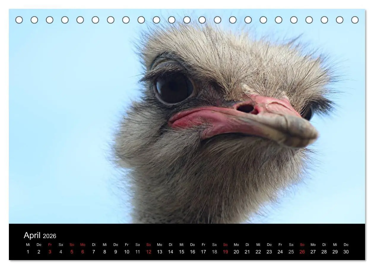 Bild: 9783516193503 | Straußen-Kalender 2026 (Tischkalender 2026 DIN A5 quer), CALVENDO...
