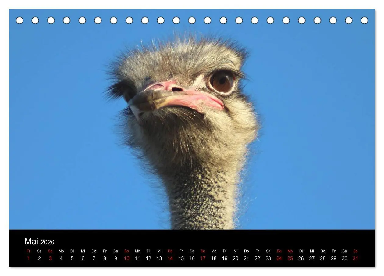 Bild: 9783516193503 | Straußen-Kalender 2026 (Tischkalender 2026 DIN A5 quer), CALVENDO...