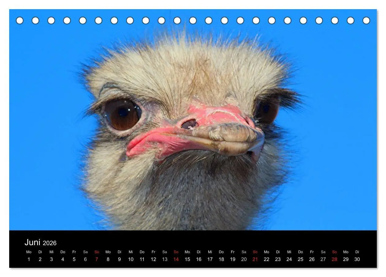 Bild: 9783516193503 | Straußen-Kalender 2026 (Tischkalender 2026 DIN A5 quer), CALVENDO...