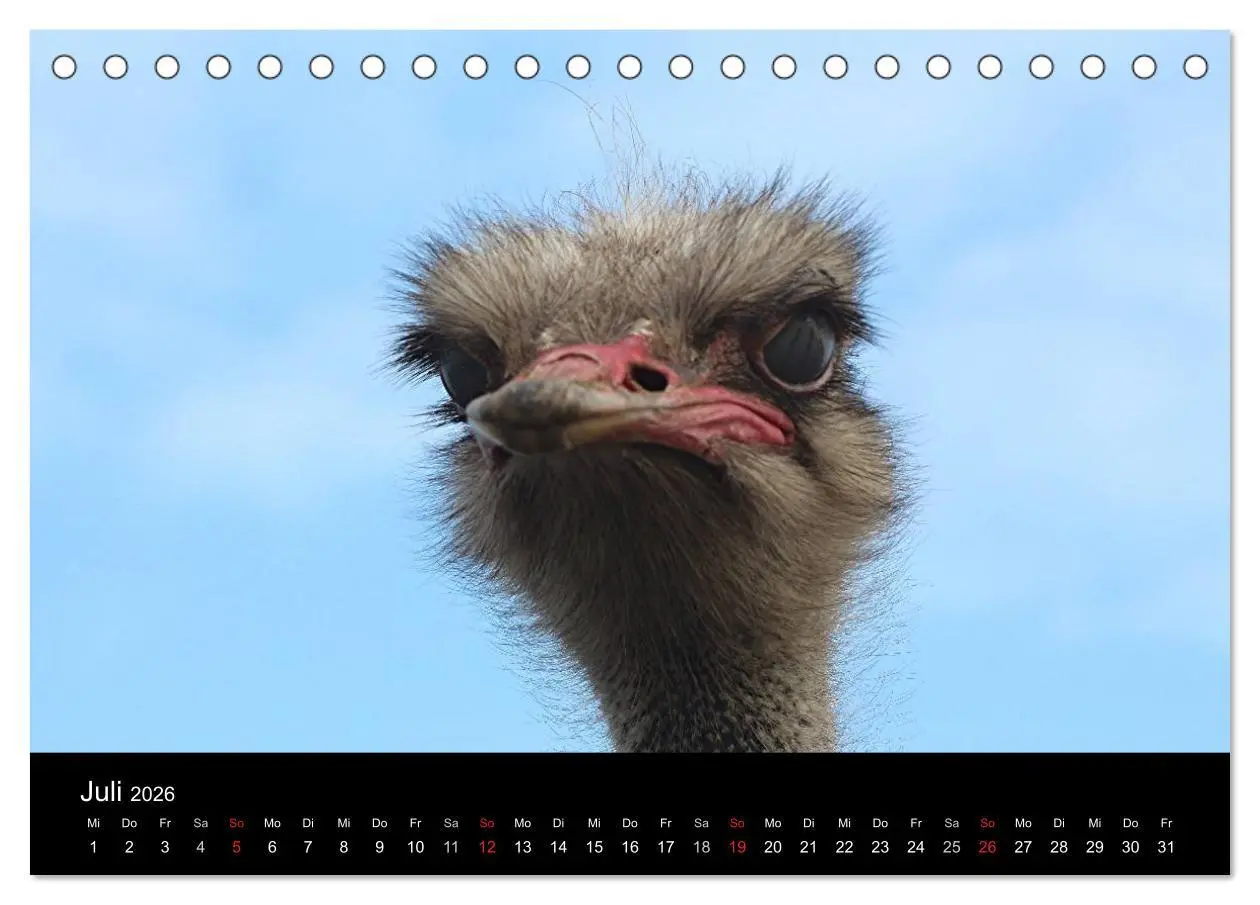 Bild: 9783516193503 | Straußen-Kalender 2026 (Tischkalender 2026 DIN A5 quer), CALVENDO...