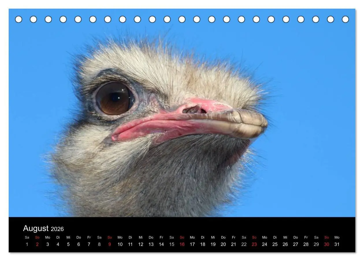 Bild: 9783516193503 | Straußen-Kalender 2026 (Tischkalender 2026 DIN A5 quer), CALVENDO...