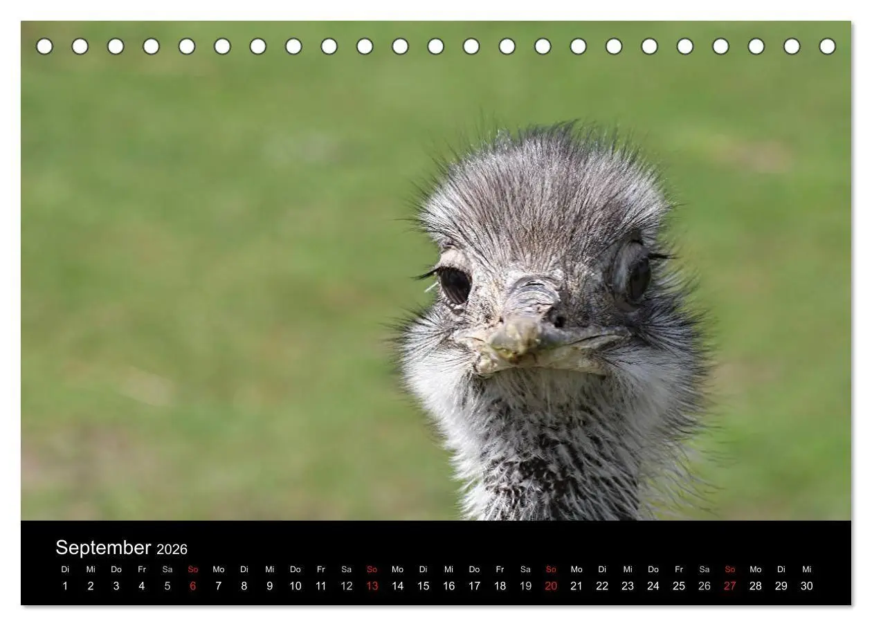 Bild: 9783516193503 | Straußen-Kalender 2026 (Tischkalender 2026 DIN A5 quer), CALVENDO...