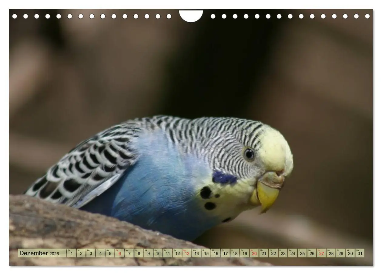 Bild: 9783516183603 | Wellensittiche (Wandkalender 2026 DIN A4 quer), CALVENDO...