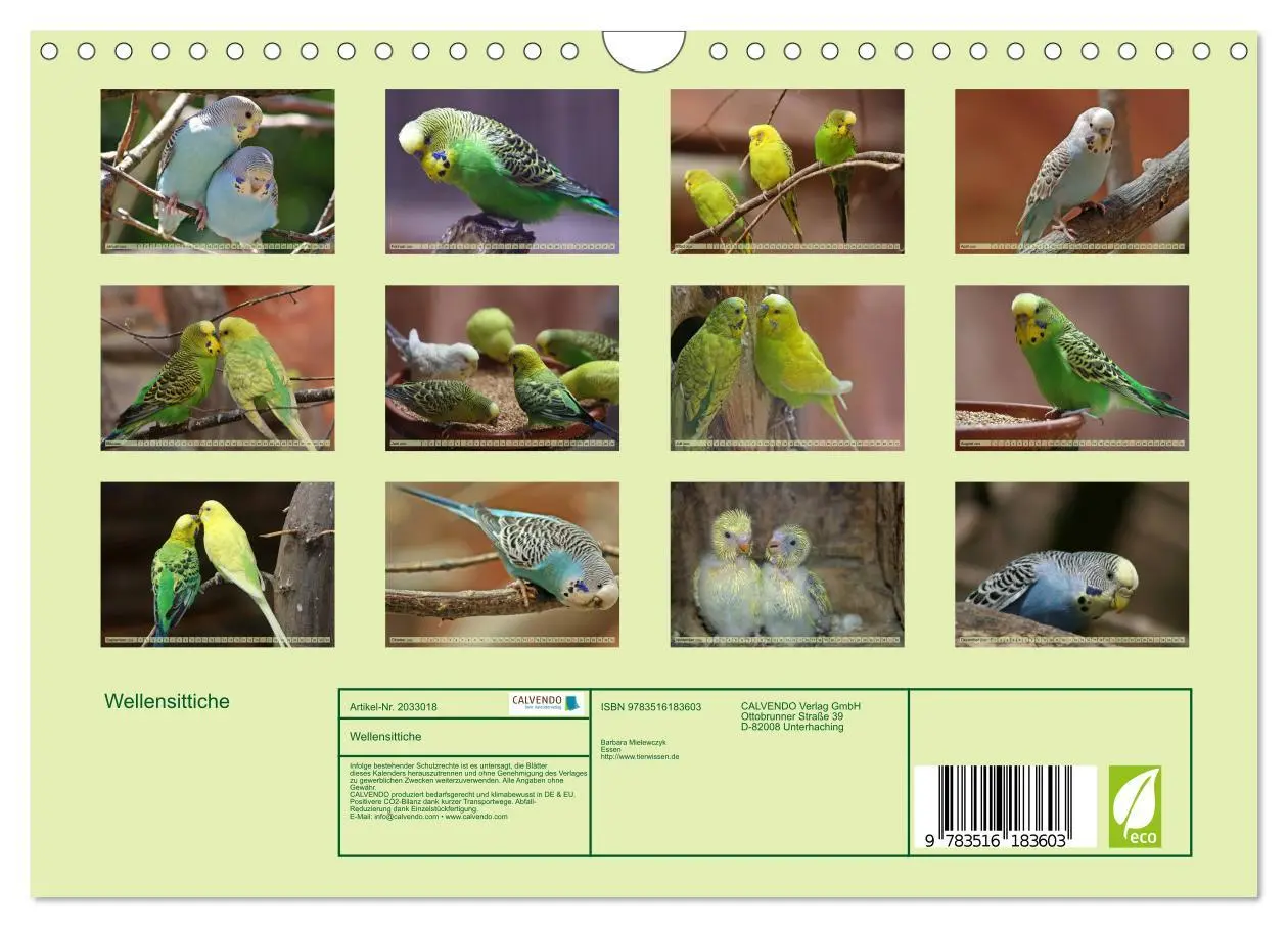 Bild: 9783516183603 | Wellensittiche (Wandkalender 2026 DIN A4 quer), CALVENDO...
