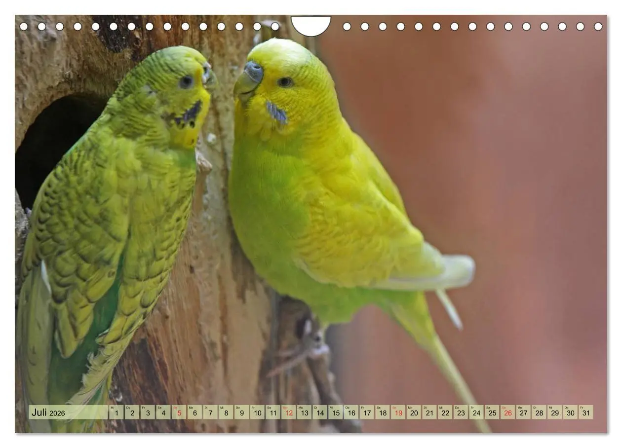 Bild: 9783516183603 | Wellensittiche (Wandkalender 2026 DIN A4 quer), CALVENDO...