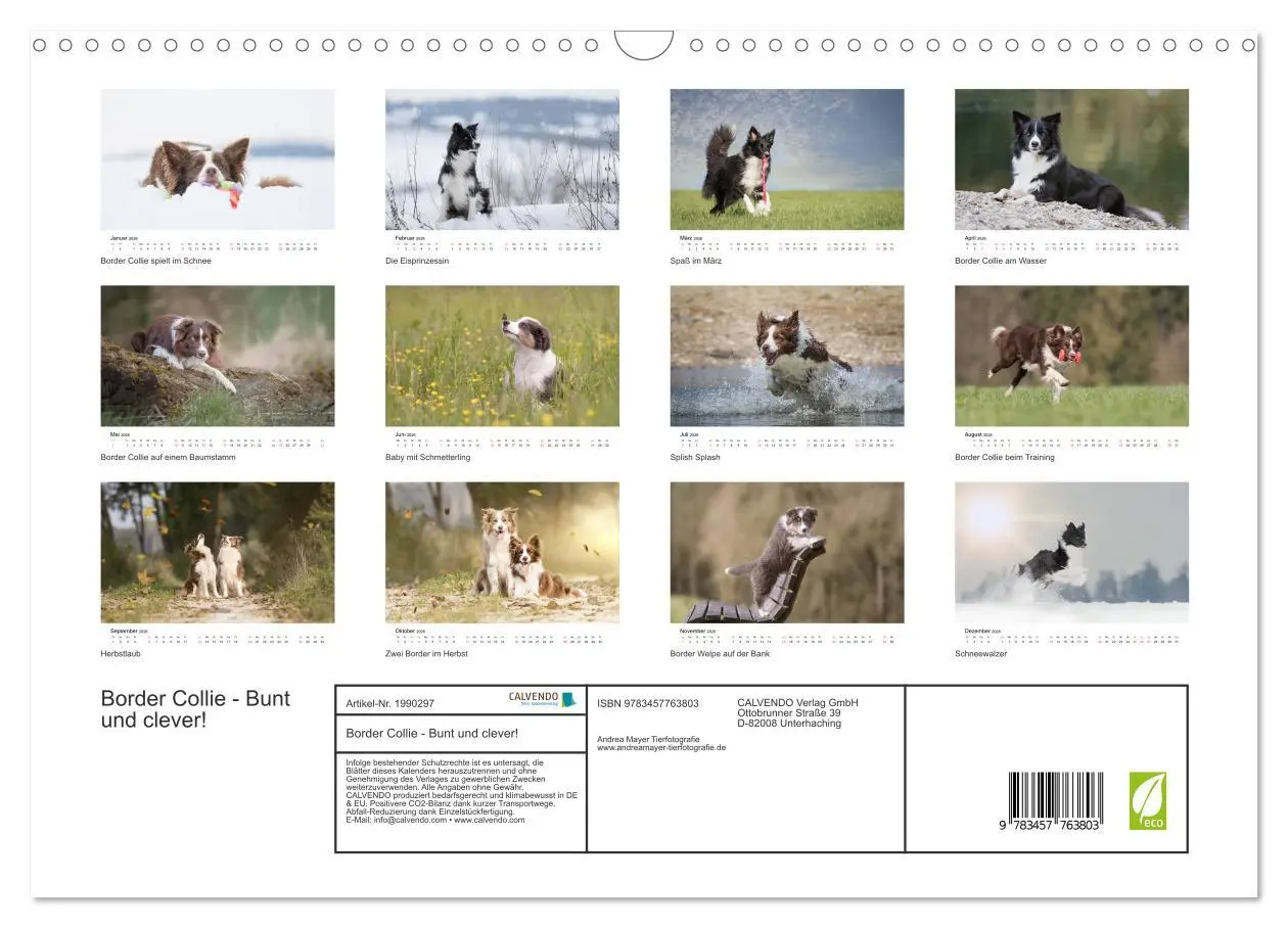 Bild: 9783457763803 | Border Collie - Bunt und clever! (Wandkalender 2026 DIN A3 quer),...