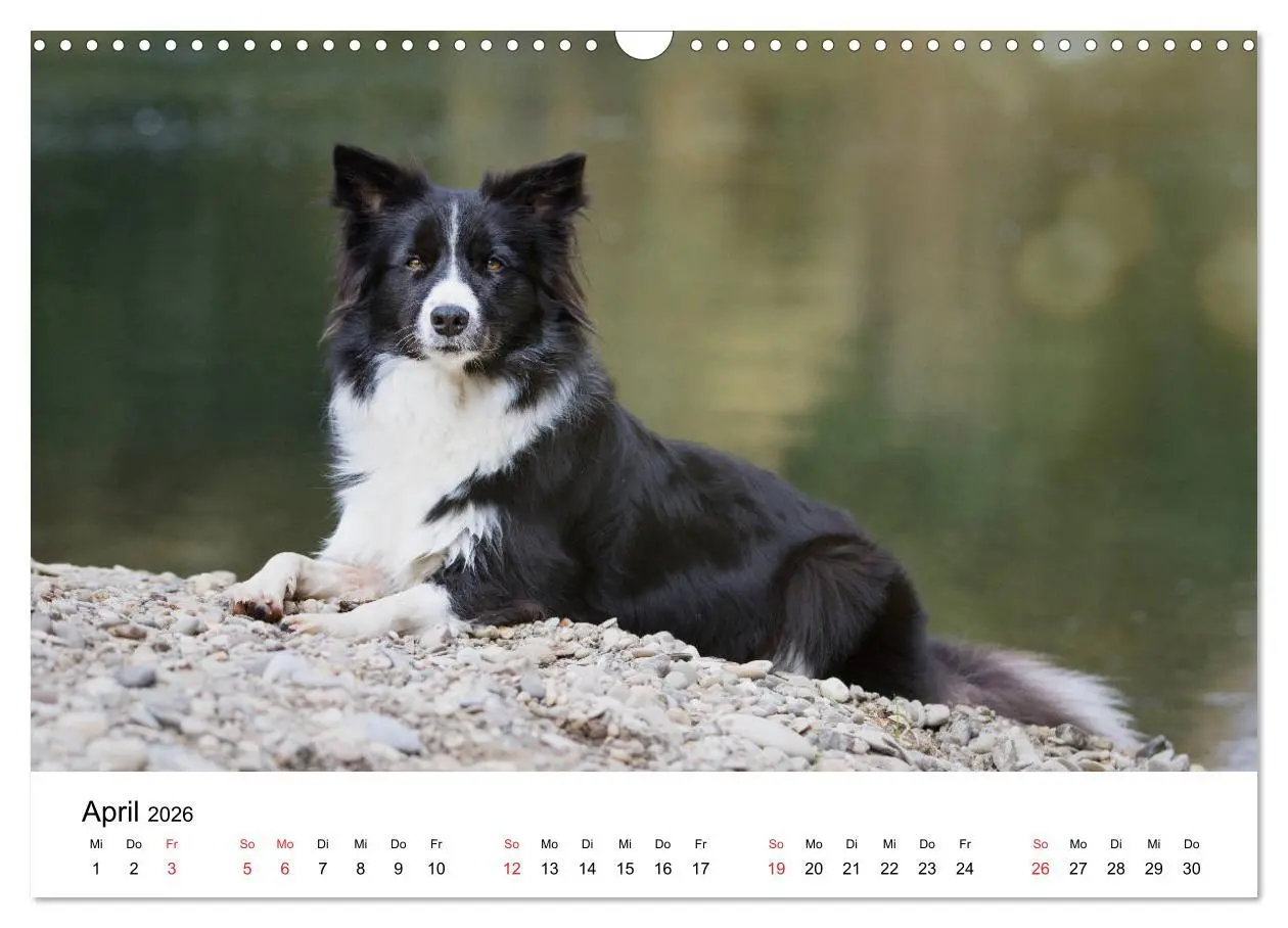 Bild: 9783457763803 | Border Collie - Bunt und clever! (Wandkalender 2026 DIN A3 quer),...