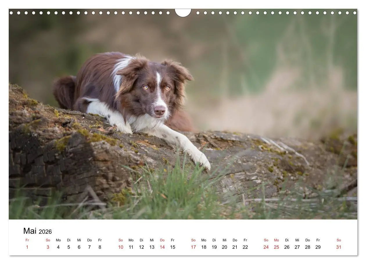 Bild: 9783457763803 | Border Collie - Bunt und clever! (Wandkalender 2026 DIN A3 quer),...
