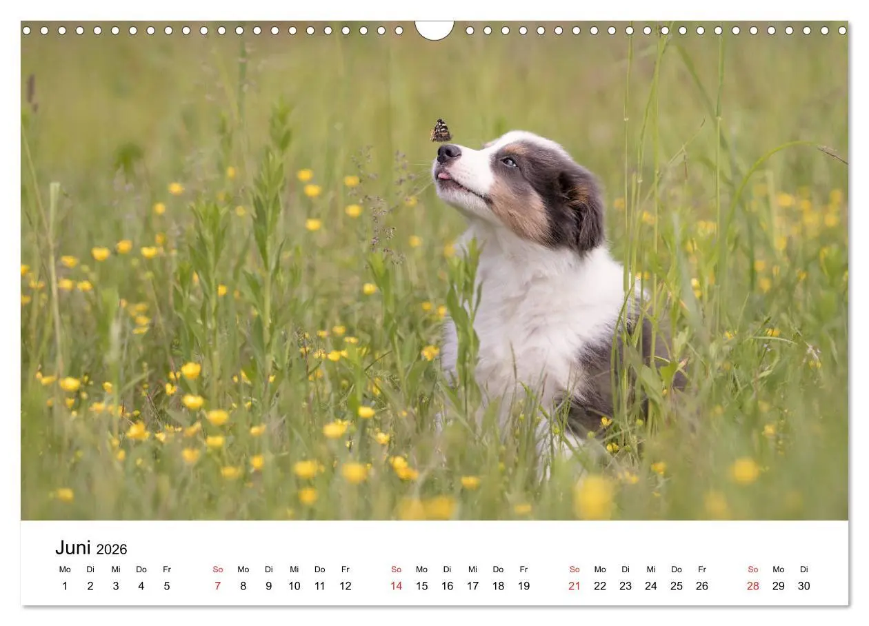Bild: 9783457763803 | Border Collie - Bunt und clever! (Wandkalender 2026 DIN A3 quer),...