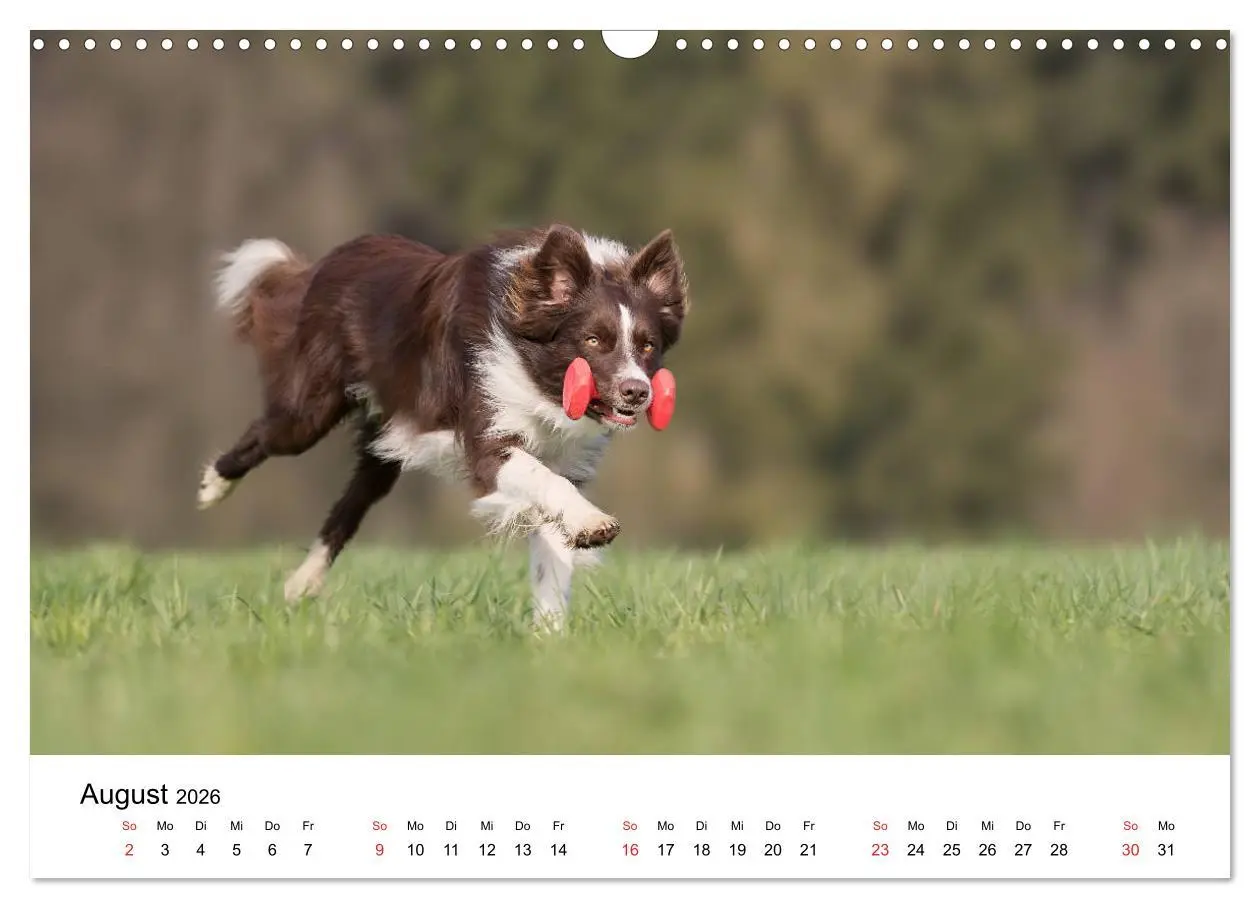 Bild: 9783457763803 | Border Collie - Bunt und clever! (Wandkalender 2026 DIN A3 quer),...