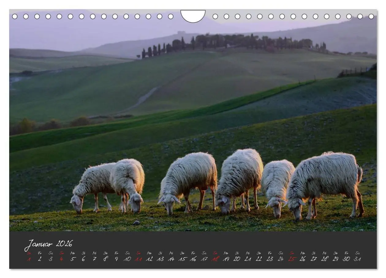 Bild: 9783516163803 | Licht der Toscana (Wandkalender 2026 DIN A4 quer), CALVENDO...