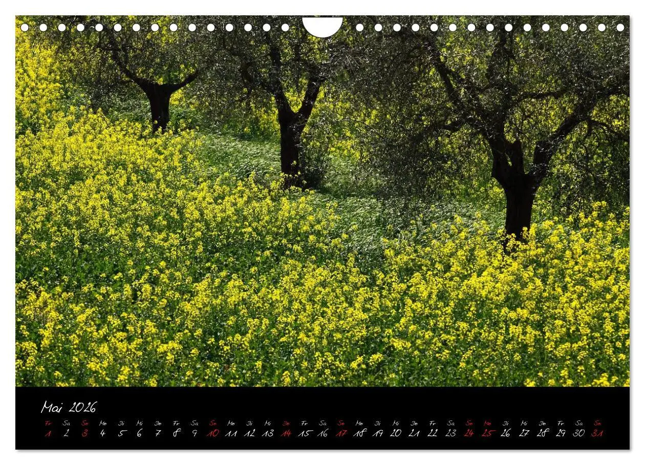 Bild: 9783516163803 | Licht der Toscana (Wandkalender 2026 DIN A4 quer), CALVENDO...