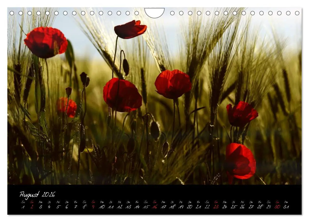 Bild: 9783516163803 | Licht der Toscana (Wandkalender 2026 DIN A4 quer), CALVENDO...