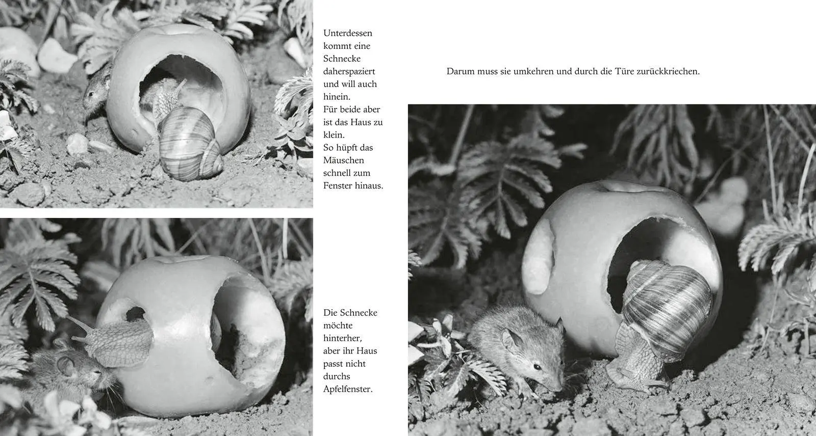Bild: 9783737364003 | Das Apfelmäuschen | (Mini-Ausgabe) | Mathilde Reich | Buch | 40 S.