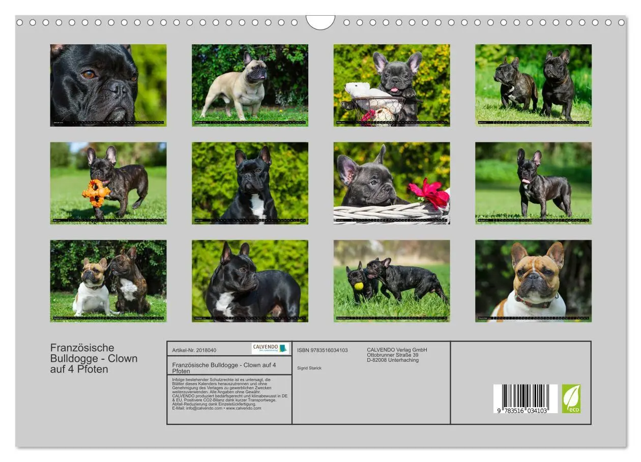 Bild: 9783516034103 | Französische Bulldogge - Clown auf 4 Pfoten (Wandkalender 2026 DIN...