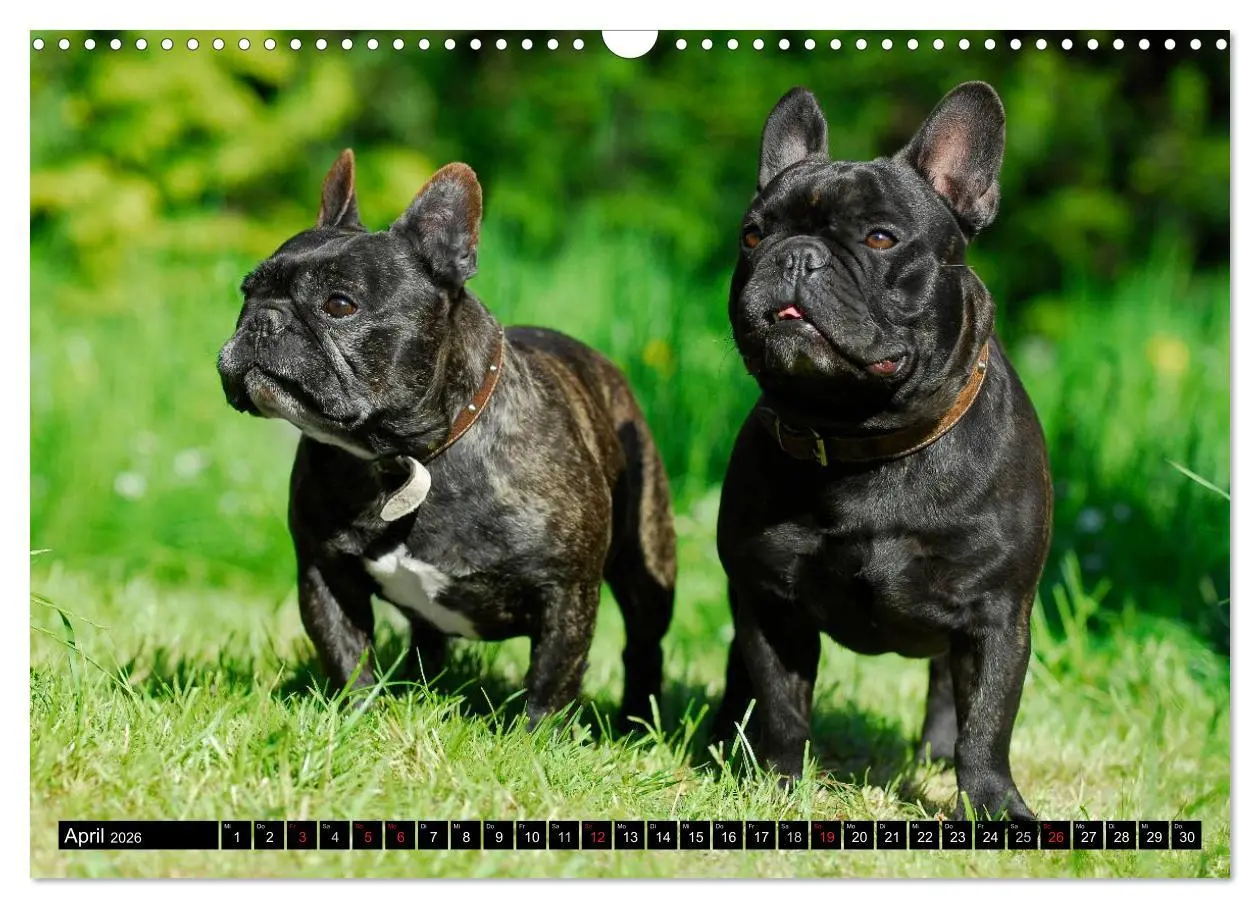 Bild: 9783516034103 | Französische Bulldogge - Clown auf 4 Pfoten (Wandkalender 2026 DIN...