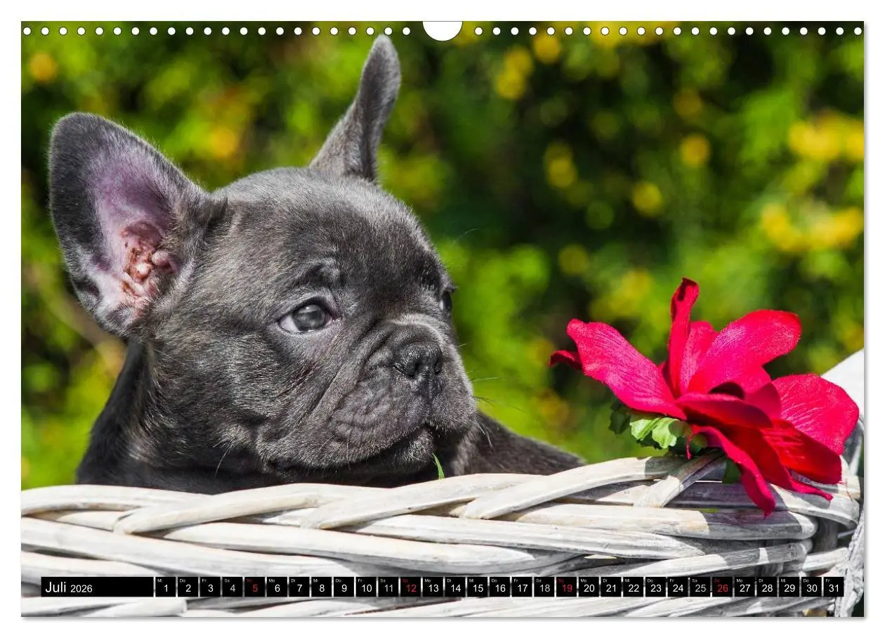 Bild: 9783516034103 | Französische Bulldogge - Clown auf 4 Pfoten (Wandkalender 2026 DIN...