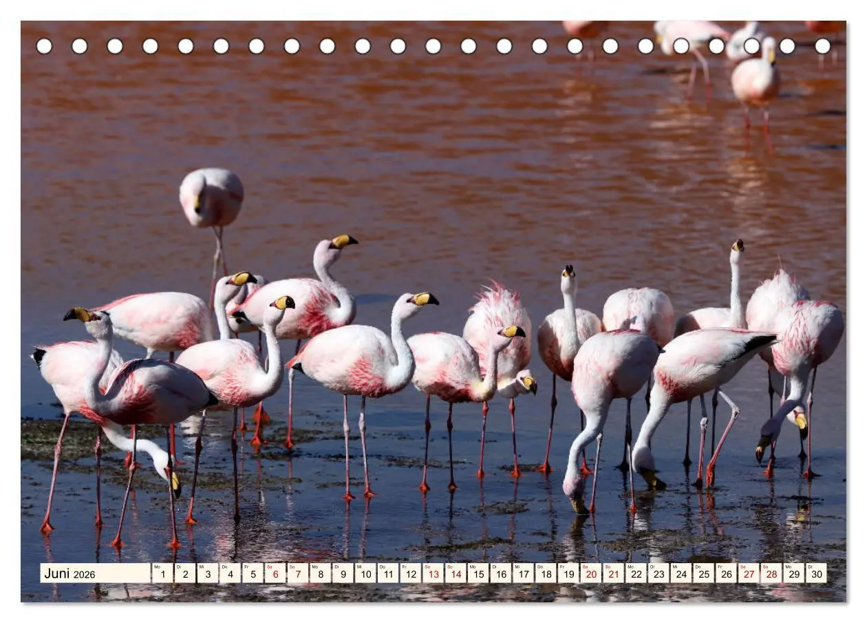 Bild: 9783457794203 | ATACAMA Wunder der Natur (Tischkalender 2026 DIN A5 quer), CALVENDO...