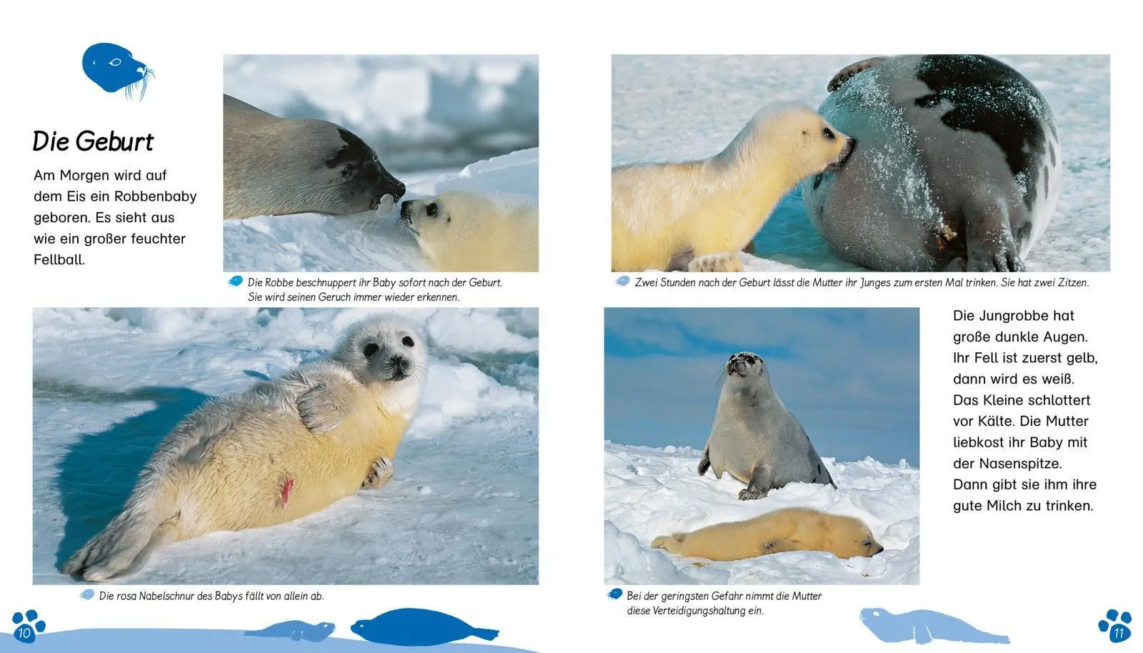 Bild: 9783480224203 | Meine große Tierbibliothek: Die Robbe | Valérie Tracqui | Buch | 32 S.