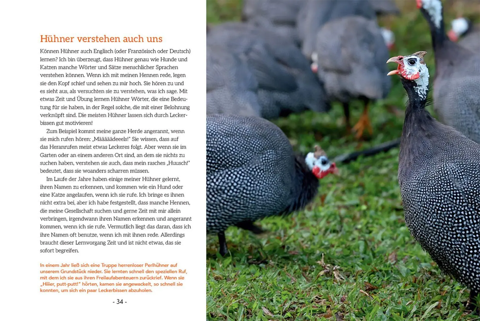 Bild: 9783258084503 | How to Read a Chicken's Mind | Melissa Caughey | Taschenbuch | 128 S.